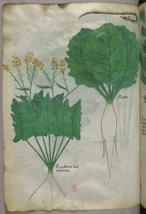 Kasvitieteellinen kuvitus kasveista ja käärmeestä, noin 1440 (tussi ja väri pergamentille). tekijältä Italian School