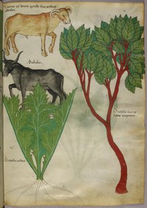 Kasvitieteellinen kuvitus kasveista ja sonnista, noin 1440 (tussi ja väri pergamentille). tekijältä Italian School