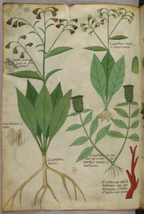 Kasvitieteellinen kuvitus kasveista ja koralleista sekä käärmeestä ja peurasta, noin 1440 (tussi ja väri pergamentille). tekijältä Italian School