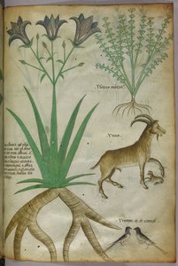 Kasvitieteellinen kuvitus kasveista, linnuista ja vuohista, noin 1440 (tussi ja väri pergamentille). tekijältä Italian School
