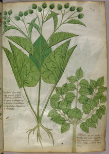 Kasvitieteellinen kuvitus kasveista, noin 1440 (tussi ja väri pergamentille). tekijältä Italian School