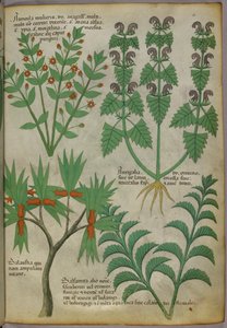 Kasvitieteellinen kuvitus kasveista, noin 1440 (tussi ja väri pergamentille). tekijältä Italian School