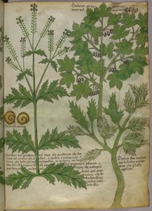 Kasvitieteellinen kuvitus kasveista, noin 1440 (tussi ja väri pergamentille). tekijältä Italian School