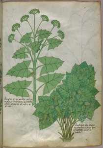 Kasvitieteellinen kuvitus kasveista, noin 1440 (tussi ja väri pergamentille). tekijältä Italian School