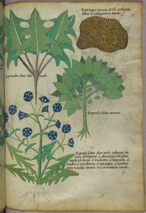 Kasvitieteellinen kuvitus kasveista, mukaan lukien sieni, noin 1440 (tussi ja väri pergamentille). tekijältä Italian School