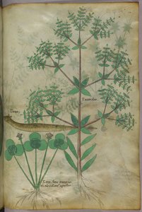 Kasvitieteellinen kuvitus kasveista ja eläimestä, noin 1440 (tussi ja väri pergamentille). tekijältä Italian School