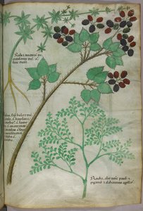 Kasvitieteellisiä kuvituksia rapsista [rubea]; karhunvatukasta [rubus]; ruudusta [ruta], noin 1440 (tussi ja väri pergamentille). tekijältä Italian School