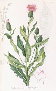 Cardus cichoraceus ja Gnaphalium pendululare, 1811-1838 tekijältä Italian School