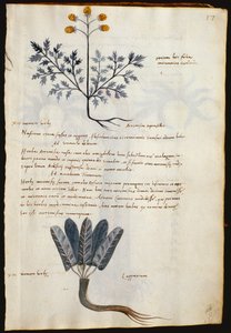 Turska. 2377 Artemisia ja lapparium, lääkekasvit "Herbarium Apulei Platonicista" (akvarelli ja muste perunakalvolle) tekijältä Italian School