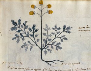Turska. 2007 Artemisia, lääkekasvi "Herbarium Apulei Platonicista" (akvarelli ja muste persoonalle) (yksityiskohta numerosta 415715) tekijältä Italian School