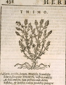 Harvinainen timjami (Thymus vulgaris), kaiverrus Castore Durante tekijältä Italian School