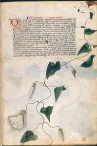 Convolvulus Plant, kuvitus 