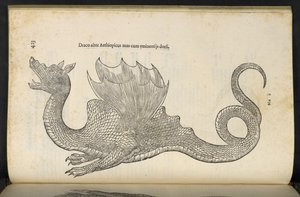 Etiopian lohikäärme "Käärme ja lohikäärme historian kirja kaksi", Bologna, Ulisse Aldrovandi tekijältä Italian School