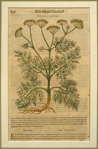 Fenkoli, Pietro Andrea Mattiolin (1501-77) Venetsiassa vuonna 1570 julkaistu Discorsin kasvitieteellinen levy tekijältä Italian School