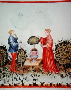 Fol.39v Gathering the Basilicum Curatum, kuvitus "Tacuinus Santiatis Code of Wienistä" (vellum) tekijältä Italian School