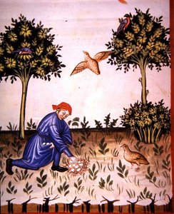 Fol.66v Keräily Partridge Munia, kuva 