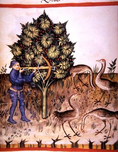Fol.70v metsästysnosturi, kuva 