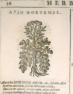 Puutarhapersilja (Petroselinum crispum), kaiverrus Castore Durante tekijältä Italian School