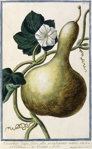 Kurpitsa, 1772-1784 tekijältä Italian School