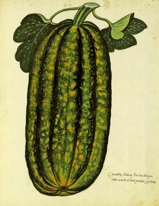 Ulisse Aldrovandin (1522 - 1605) Green Oblong Squash -levy julkaistu Piante Fiori Fruttissa (käsinvärinen kaiverrus). tekijältä Italian School