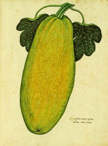 Ulisse Aldrovandin perinnöllinen squash tekijältä Italian School