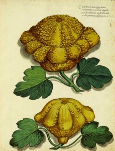 Ulisse Aldrovandin perinnöllinen squash tekijältä Italian School