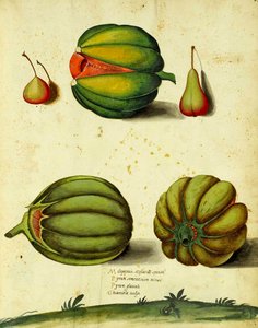 Ulisse Aldrovandin perinnöllinen squash tekijältä Italian School