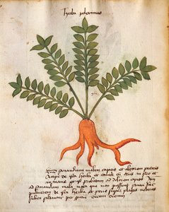 Herba Poleximos tekijältä Italian School