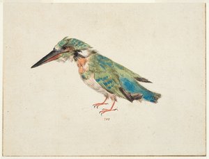 Kingfisher, n. 1650-1699 (musta liitu, akvarelli, vartaloväri paperille, makuulla, ruskealla musteella kehystysviivat kolmella reunalla) tekijältä Italian School