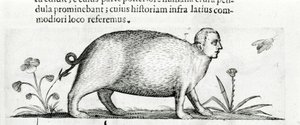 La manticore - Fortunio Licetin "De monstrorum natura causis kirjassa kaksi" tekijältä Italian School