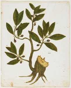 Laurel Tree (Laurus nobilis) (wc ja tempera paperilla) tekijältä Italian School