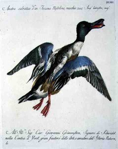 Mallard in Flight, n. 1767-76 (käsinvärinen kaiverrus) tekijältä Italian School