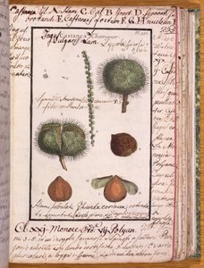 Ms 115 Chestnut, Dizionario di Botanica (kynä ja muste ja wc paperilla) tekijältä Italian School