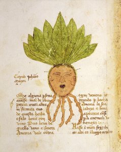 Ms. 1591 Fol. 18v. Yrtti Capud John Mazor (vellum) tekijältä Italian School