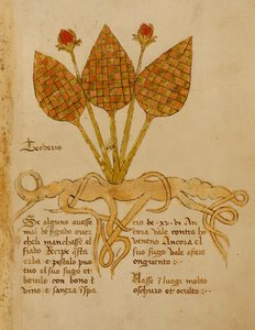 Ms 1591 Fol.19r Herba Teoderis (vellum) tekijältä Italian School