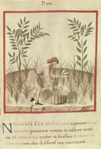 Ms 3054 f.22 Purjojen korjuu, 