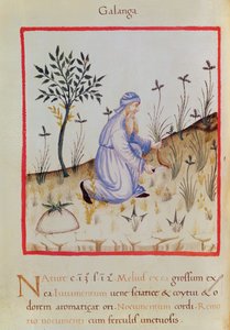 Ms 3054 f.22 Galangalin sadonkorjuu, 