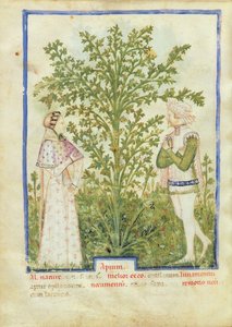 Nouv Acq Lat 1673 fol.28v Selleri, Tacuinum Sanitatis, n. 1390-1400 tekijältä Italian School