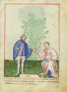 Nouv Acq Lat 1673 fol.83 Roses, Tacuinum Sanitatis, n. 1390-1400 tekijältä Italian School