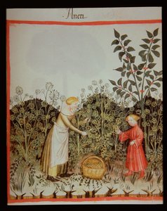 Nova 2644 f.32r Keräilytilli tekijältä Italian School