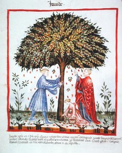 Nova 2644 fol.15v Gathering Jujubes, valmistaja Tacuinum Sanitatis Code Vindobonensis (vellum) tekijältä Italian School