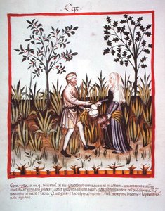 Nova 2644 fol.25v Harvesting Sipulit, valmistaja Tacuinum Sanitatis Code Vindobonensis (vellum) tekijältä Italian School