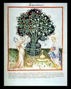 Nova 2644 fol.93r ruusuvesi, Wienin Tacuinum Sanitatis Codesta tekijältä Italian School