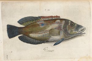 Papukaija (Nematistius pectoralis), kuvitus "Aquatilium Animalium Historiæ liber primus", kirjoittanut Ippolito Salviani tekijältä Italian School