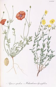 Unikon apule ja Helianthemum hyssopifol, 1811-1838 tekijältä Italian School