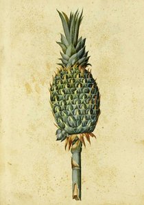 Ananas, kirjoittanut Ulisse Aldrovandi tekijältä Italian School