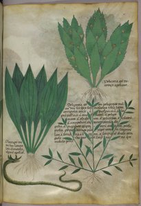 Kasvit, joilla on suuret leveät lehdet. Käärme, noin 1440 (tussi ja väri pergamentille). tekijältä Italian School