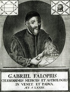 Muotokuva Gabriel Fallopiuksesta (1523-62) tekijältä Italian School