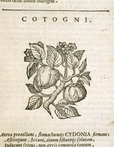 Quince (Cydonia oblonga), kaiverrus Castore Durante tekijältä Italian School