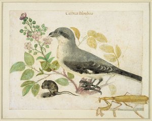 Shrike and a Praying Mantis (wc paperilla) (Cassiano dal Pozzo Paper Museum) tekijältä Italian School